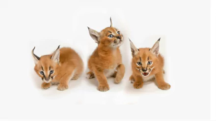 Three adorable baby caracal cubs with tufted ears sit and stand against a white background in this 8K Ultra HD PC desktop wallpaper image.