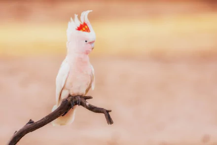 HD desktop wallpaper of a Major Mitchell's cockatoo parrot perched on a branch, pale pink-and-white plumage and crest against a soft blurred background.