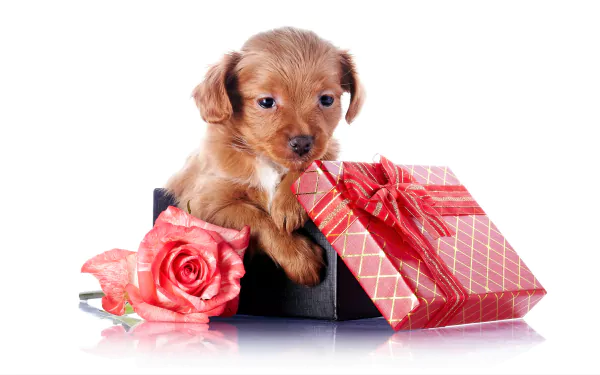  Puppy in Gift Box
