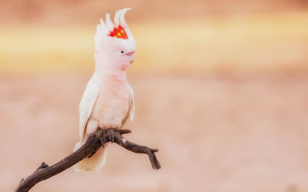 parrot bird cockatoo Animal Major Mitchell's cockatoo HD Desktop Wallpaper | Background Image
