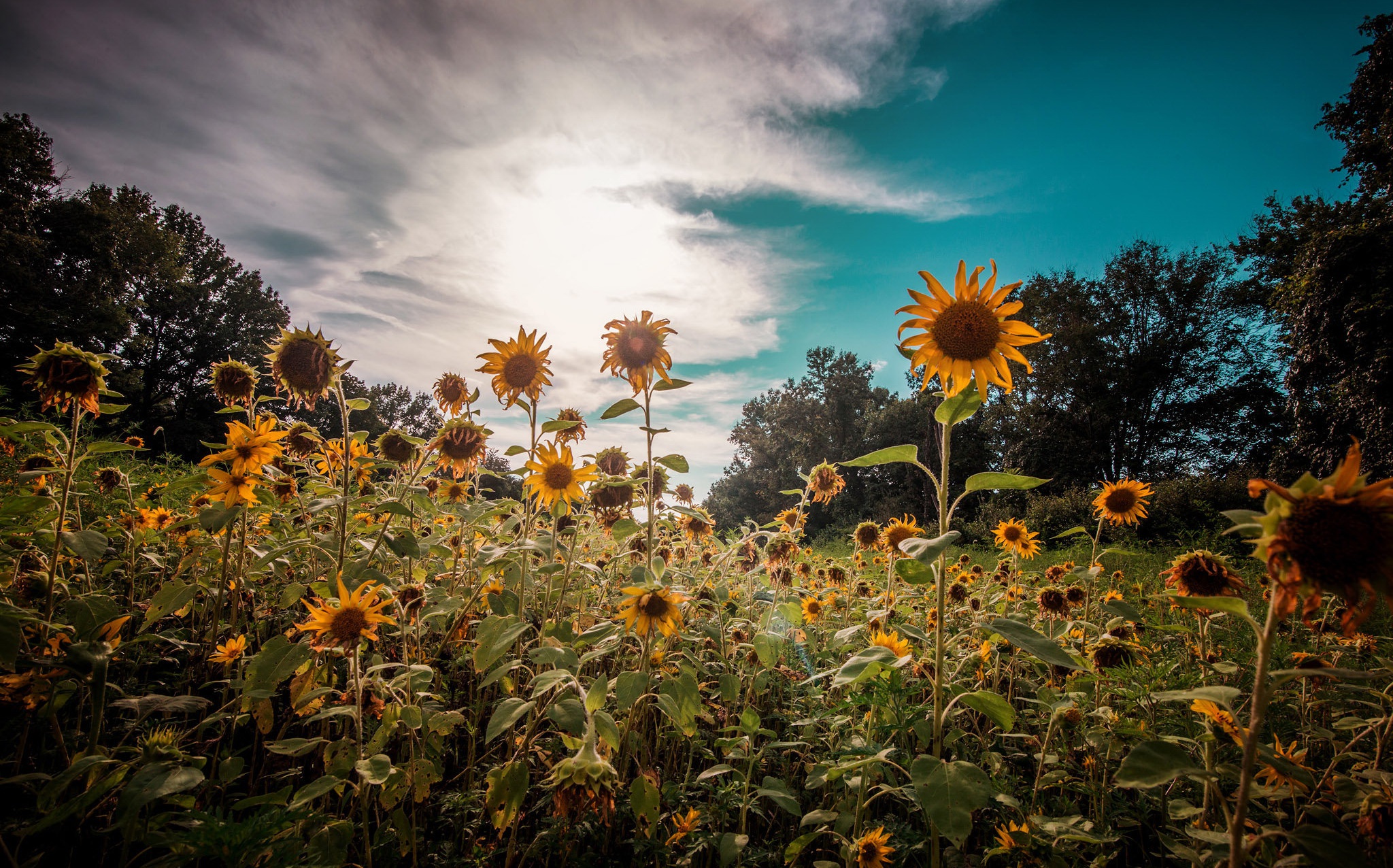 Download Summer Yellow Flower Flower Nature Sunflower Hd Wallpaper