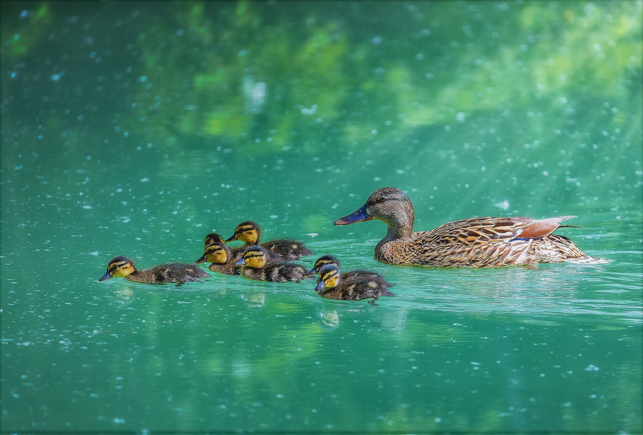 Animal Duck HD Wallpaper | Background Image