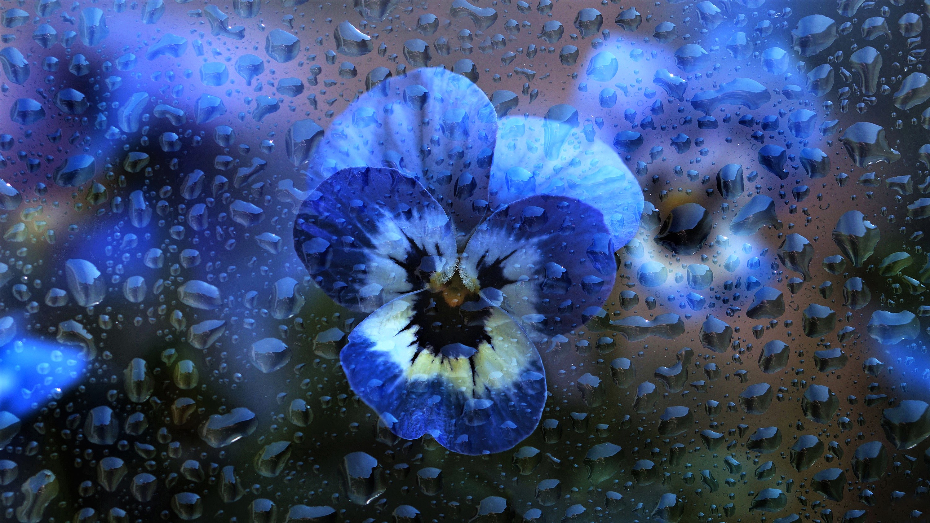 Tierra/Naturaleza Viola × wittrockiana Fondo de pantalla HD | Fondo de Escritorio