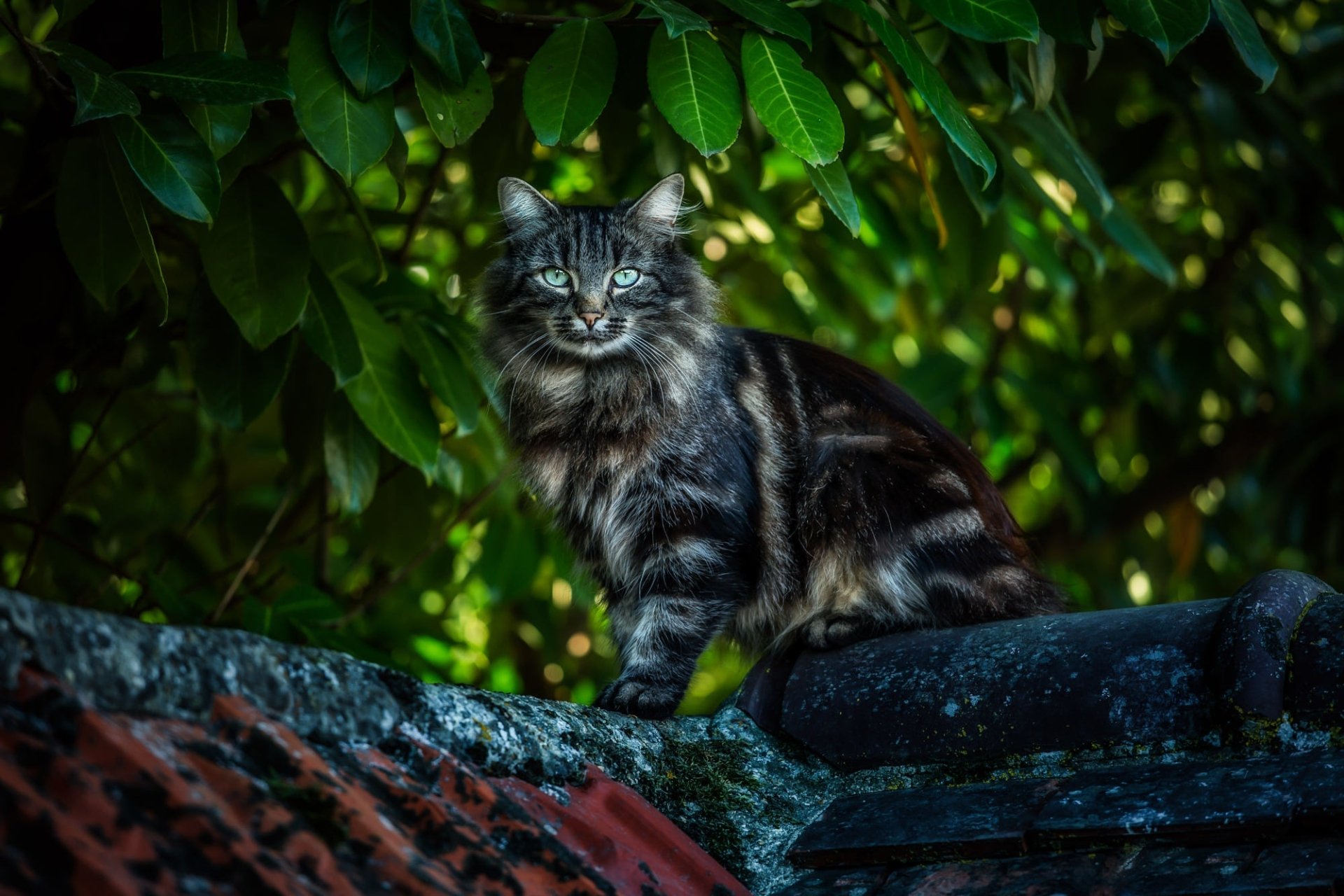 HD desktop wallpaper of a cat with striking eyes staring intensely, set against a lush green leafy background.