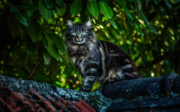 HD desktop wallpaper of a cat with striking eyes staring intensely, set against a lush green leafy background.