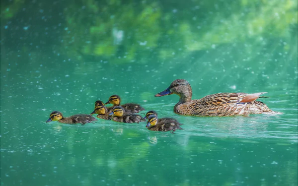 HD desktop wallpaper of a mother mallard duck swimming with six cute ducklings on a serene green lake.