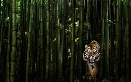 HD wallpaper of a tiger walking through dense bamboo forest.