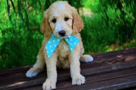  Goldendoodle Puppy
