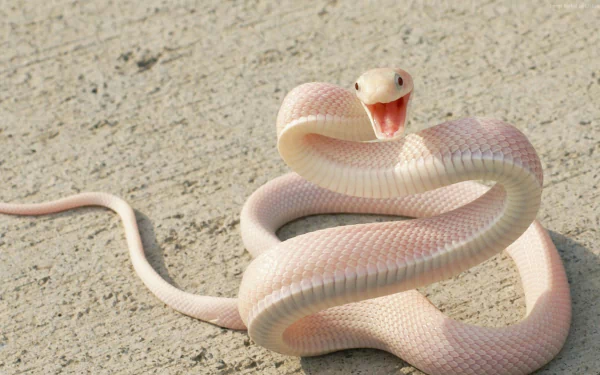 Albino Mamba Snake
