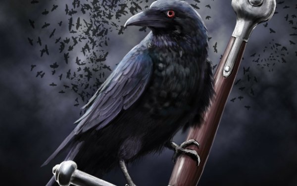 Animal Crow Raven HD Wallpaper | Background Image