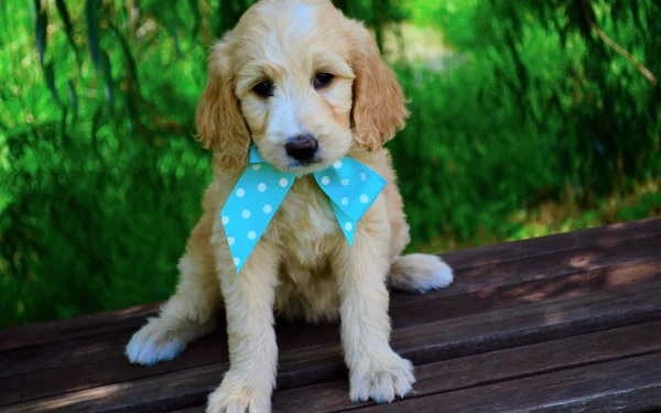  Goldendoodle Puppy