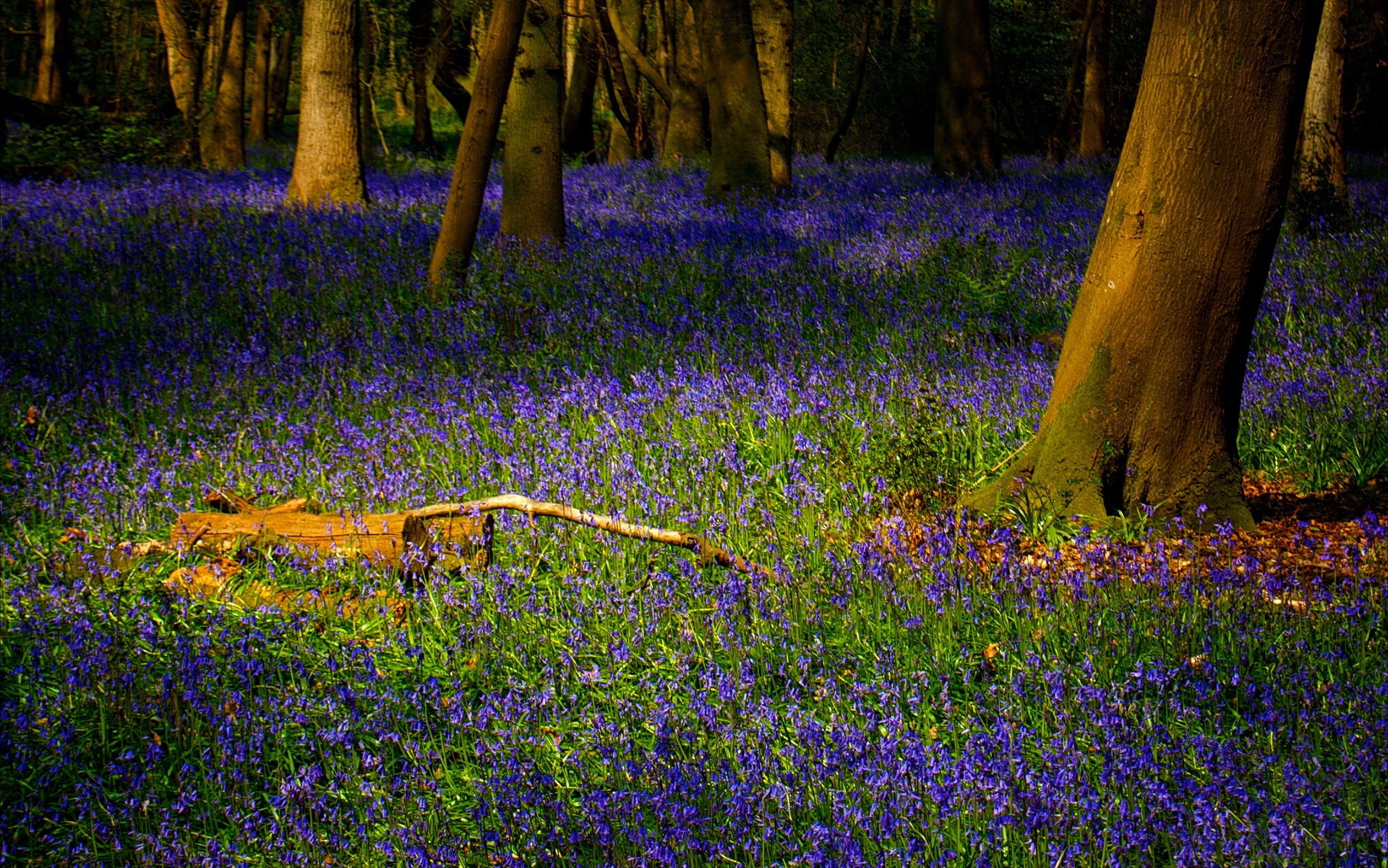 HD PC desktop wallpaper and background, nature scene: sunlit forest floor carpeted with purple bluebell flowers amid tall tree trunks and dappled green shadows.