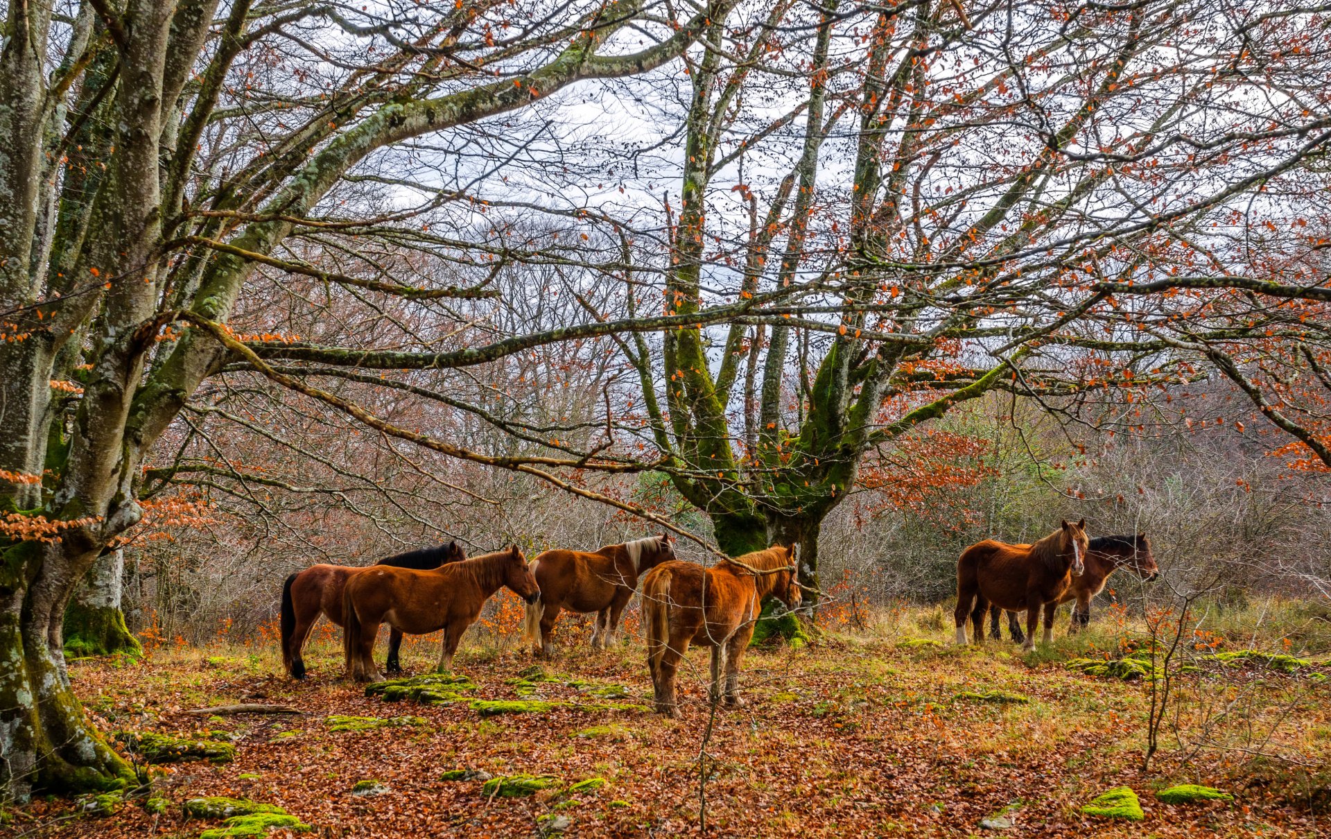 HD desktop wallpaper of a peaceful fall forest scene with bare trees and a group of horses grazing among fallen leaves.