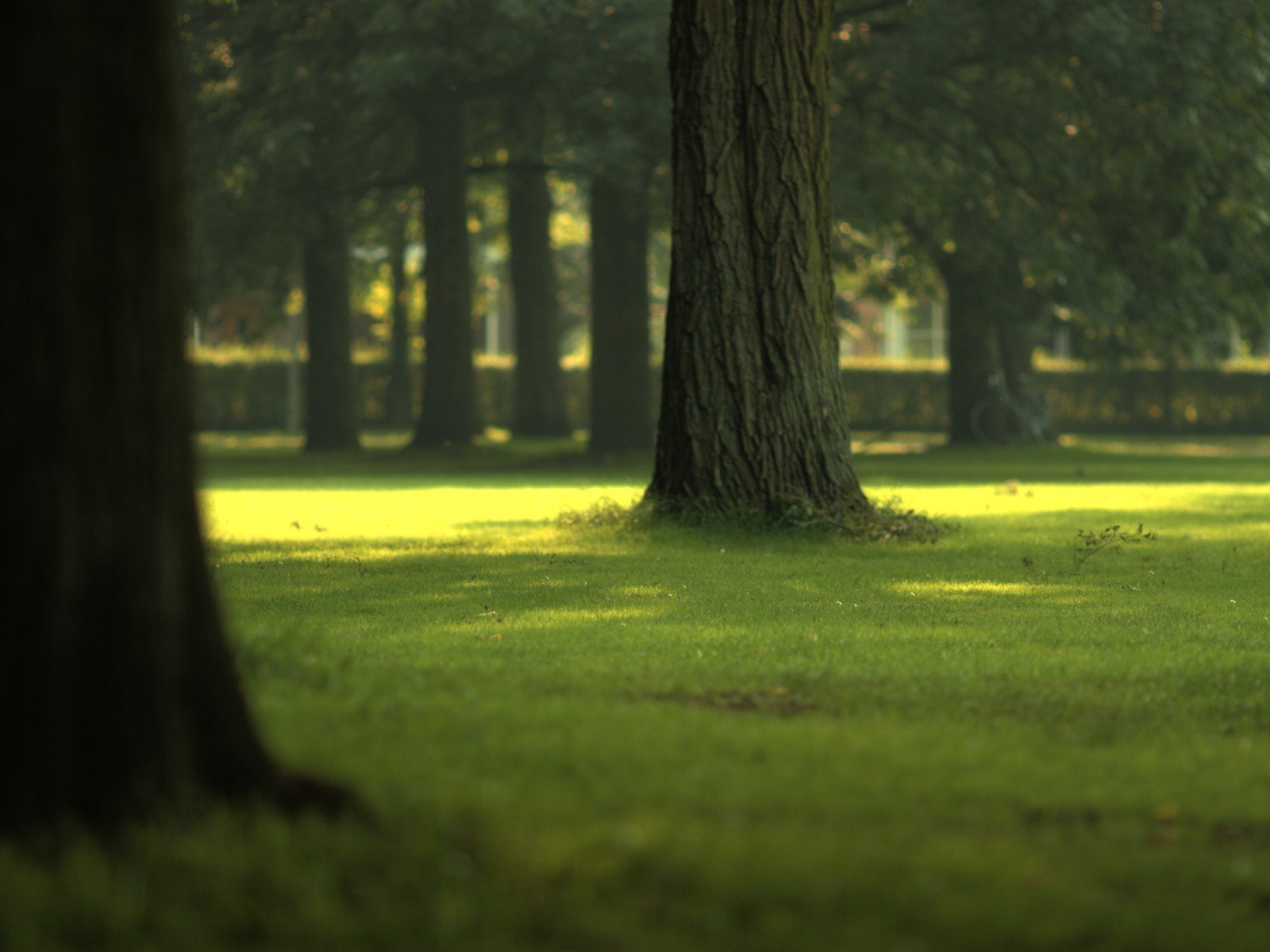A serene field with lush green grass and towering trees, captured in soft light, creating a peaceful natural backdrop for a high-definition desktop wallpaper.