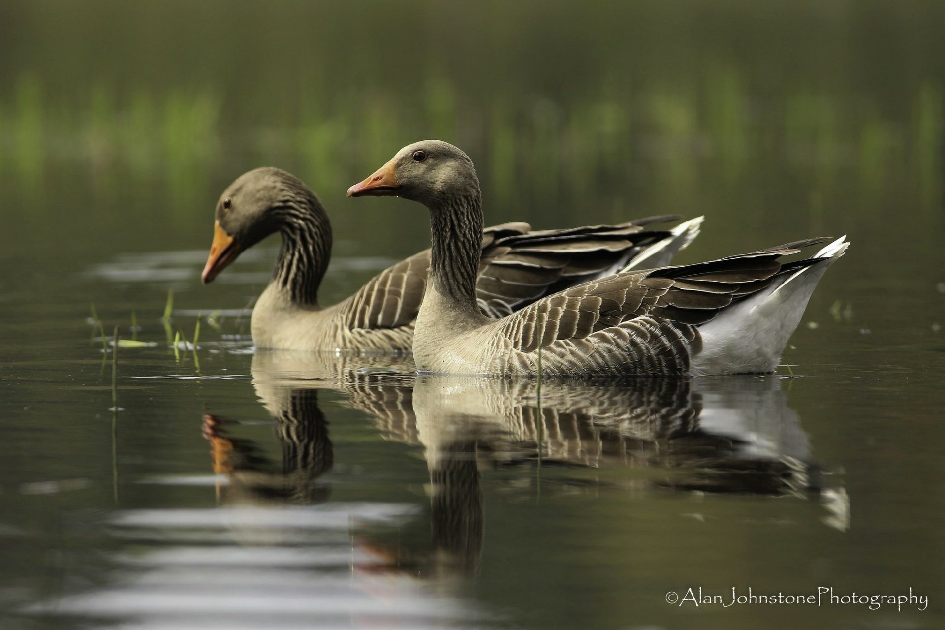 Two Greylag geese glide on a calm pond, their reflections mirrored in the water — an HD desktop wallpaper showcasing serene bird/animal and reflection imagery.