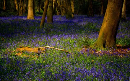 HD PC desktop wallpaper and background, nature scene: sunlit forest floor carpeted with purple bluebell flowers amid tall tree trunks and dappled green shadows.