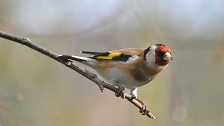 HD desktop wallpaper featuring a vibrant European goldfinch perched on a thin branch against a softly blurred natural background.