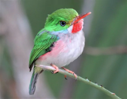 cuban tody Animal bird HD Desktop Wallpaper | Background Image