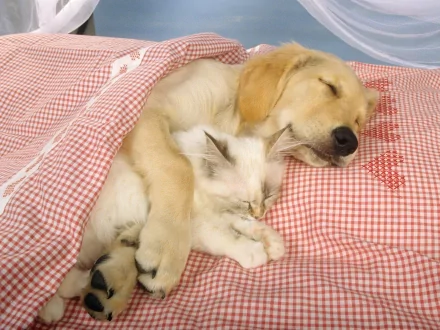 Animal cute HD Desktop Wallpaper | Background Image