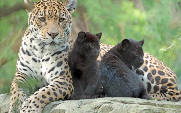 Animal Jaguar Cats Baby Animal Cub HD Wallpaper | Background Image