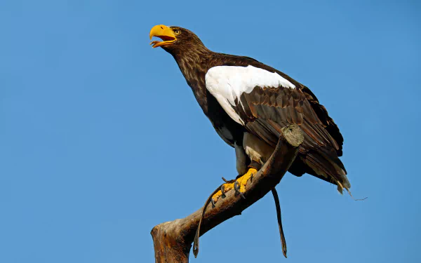  Steller's Sea Eagle on a branch by Couleur