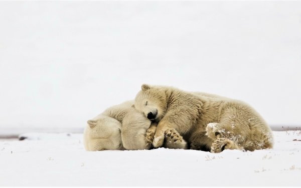 Animal Polar Bear Bears Sleeping Cuddle Cute HD Wallpaper | Background Image