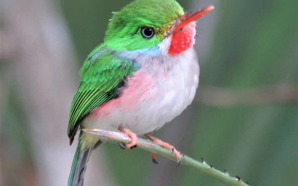 cuban tody Animal bird HD Desktop Wallpaper | Background Image