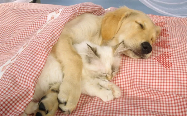 Animal cute HD Desktop Wallpaper | Background Image