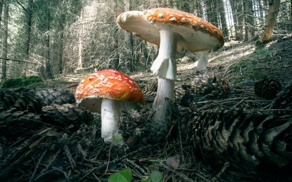 Earth Mushroom Nature Close-Up Fall HD Wallpaper | Background Image