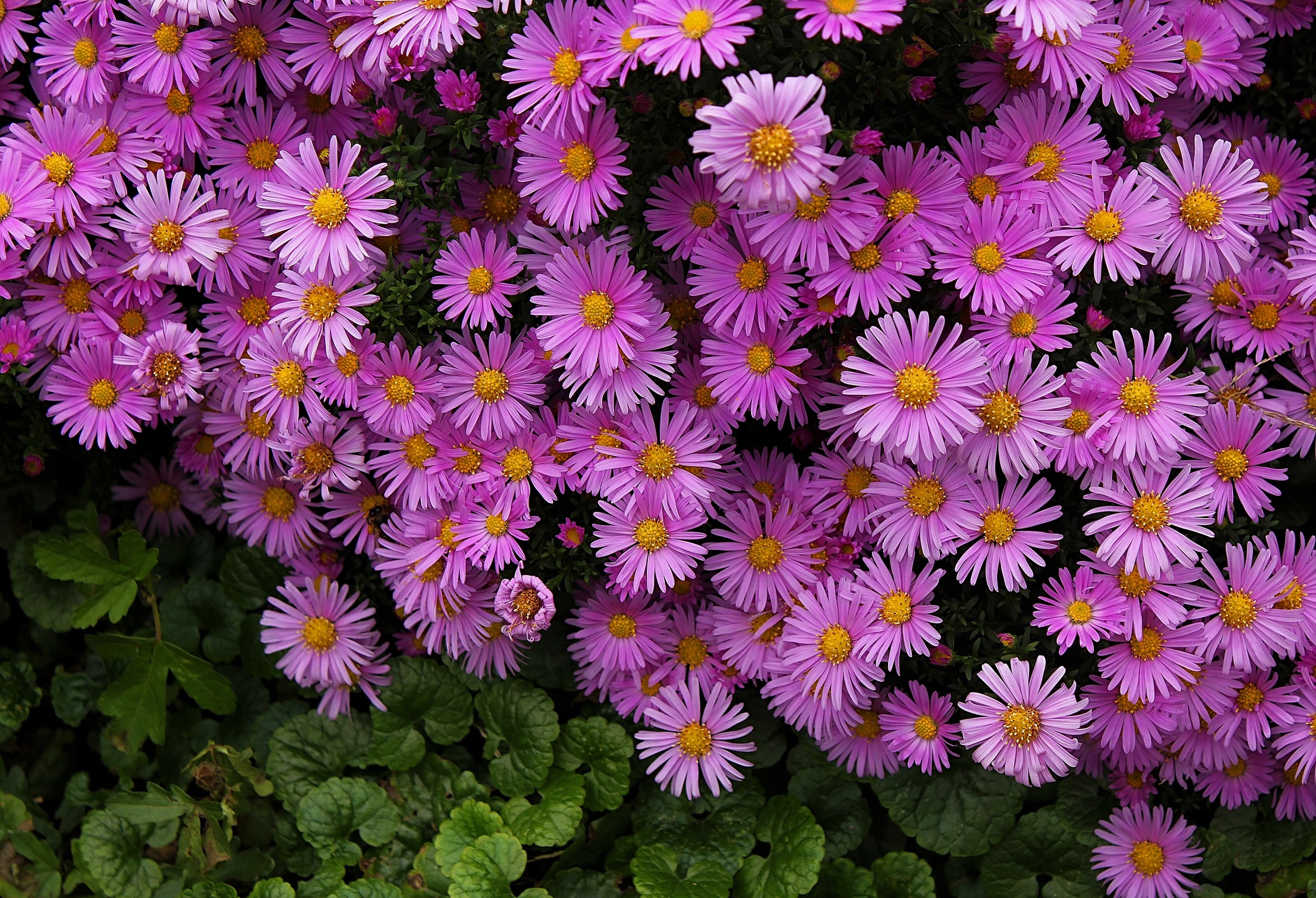 Purple Asters HD Wallpaper | Background Image | 2421x1651 ...