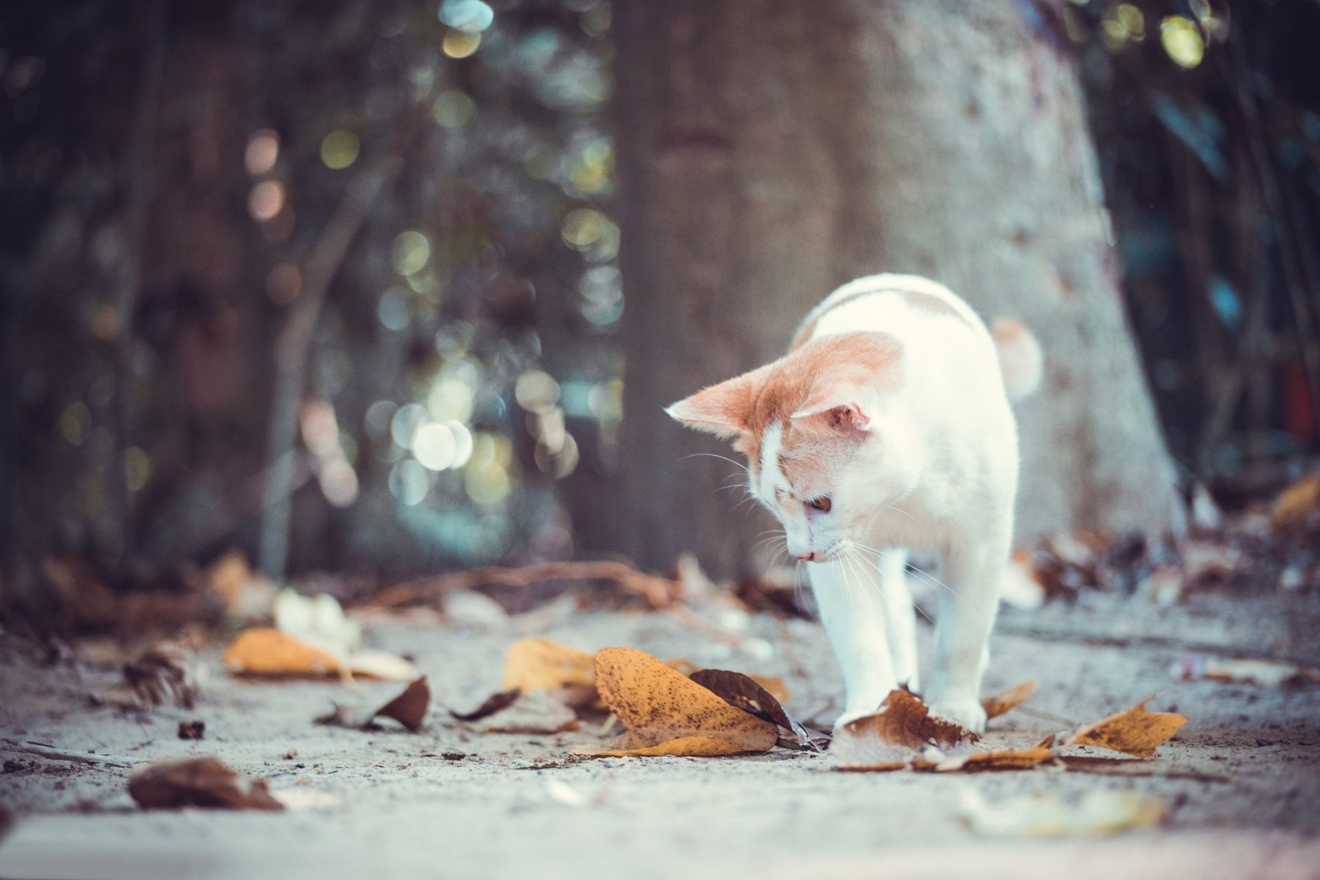 Autumn Cat in Focus: HD Leaf & Fall Bokeh Wildlife Wallpaper