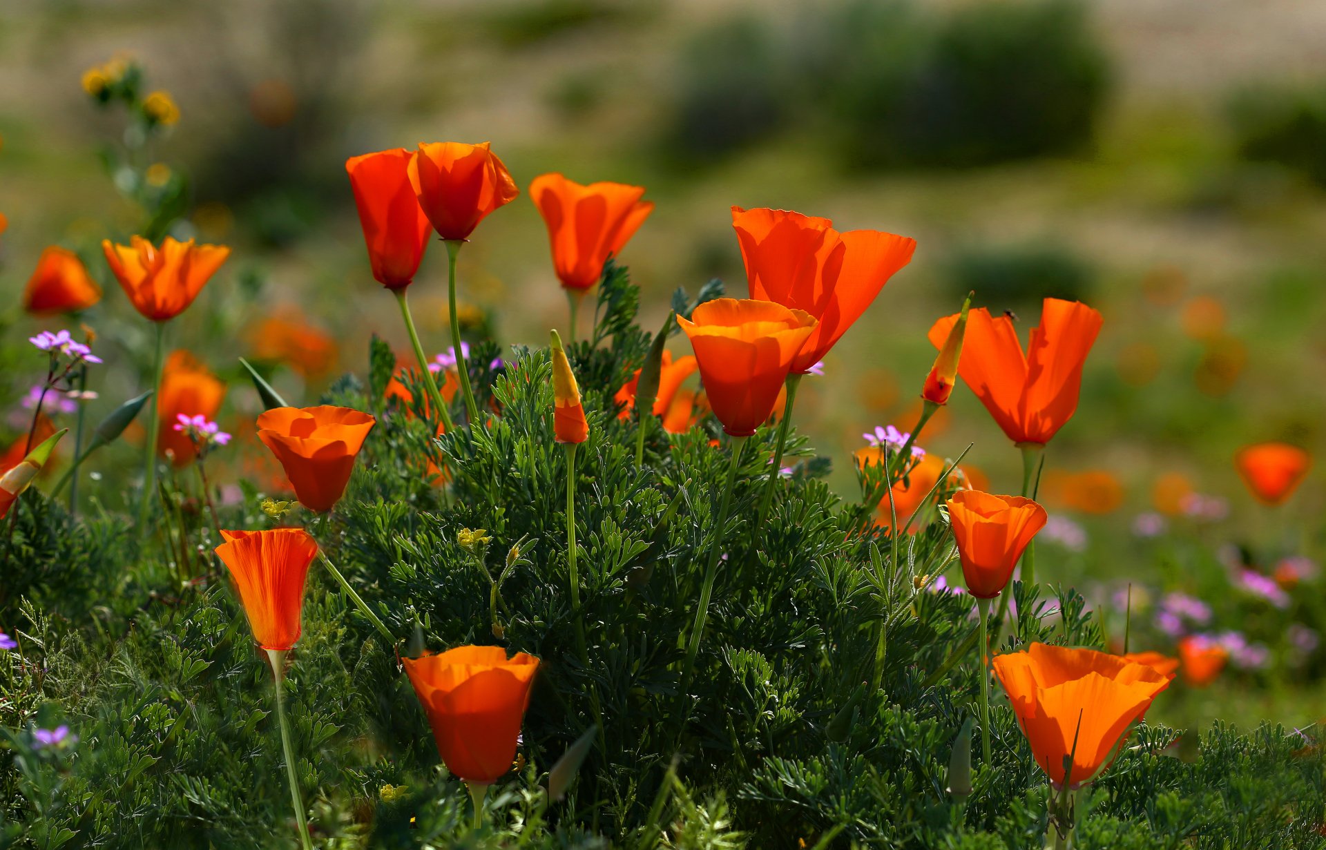 Download Red Flower Summer Flower Nature Poppy 4k Ultra HD Wallpaper