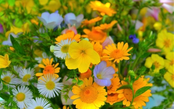 Nature Flower Flowers Spring Field Daisy Yellow Flower HD Wallpaper | Background Image