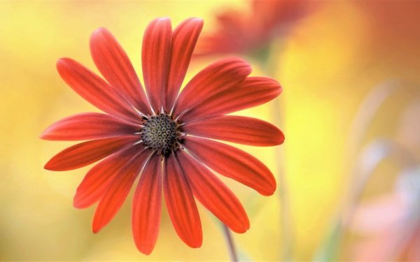 Nature Daisy Flowers Flower Orange Flower HD Wallpaper | Background Image