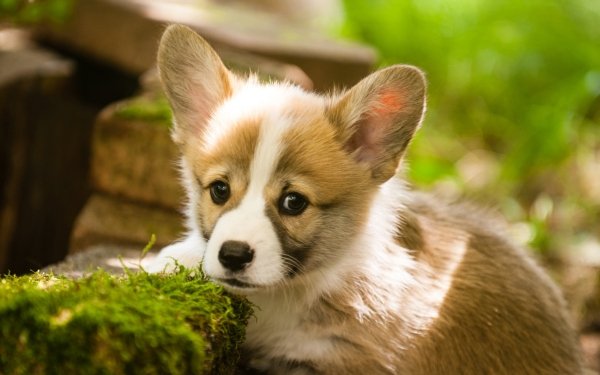 Animal Corgi Dogs Dog Baby Animal Puppy HD Wallpaper | Background Image