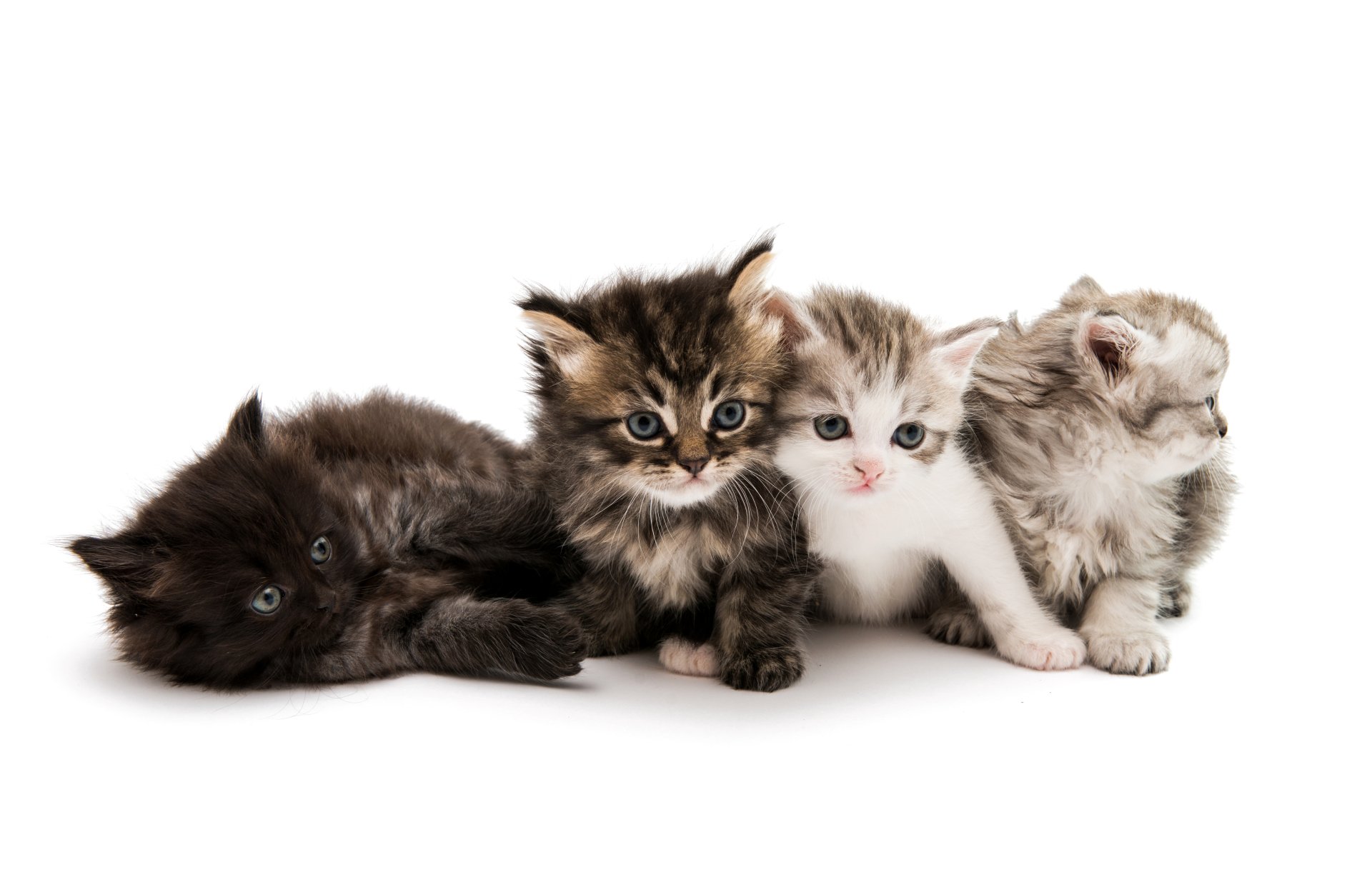 Adorable 4K Ultra HD Baby Kittens Wallpaper – Cute Cats Collection, image size:1920x1242