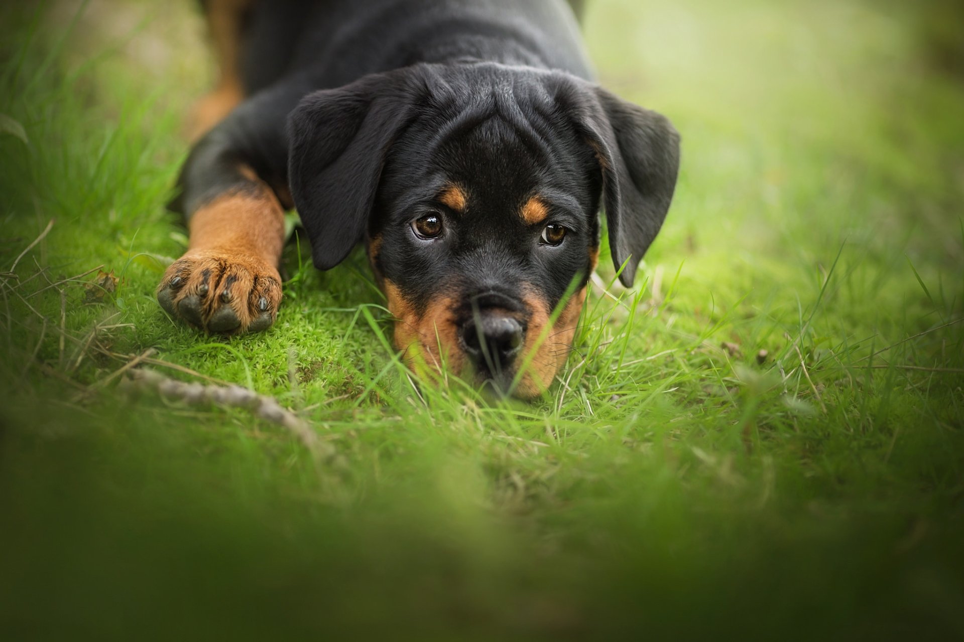 HD desktop wallpaper featuring a baby Rottweiler puppy lying on lush green grass, eyes wide open and looking ahead.