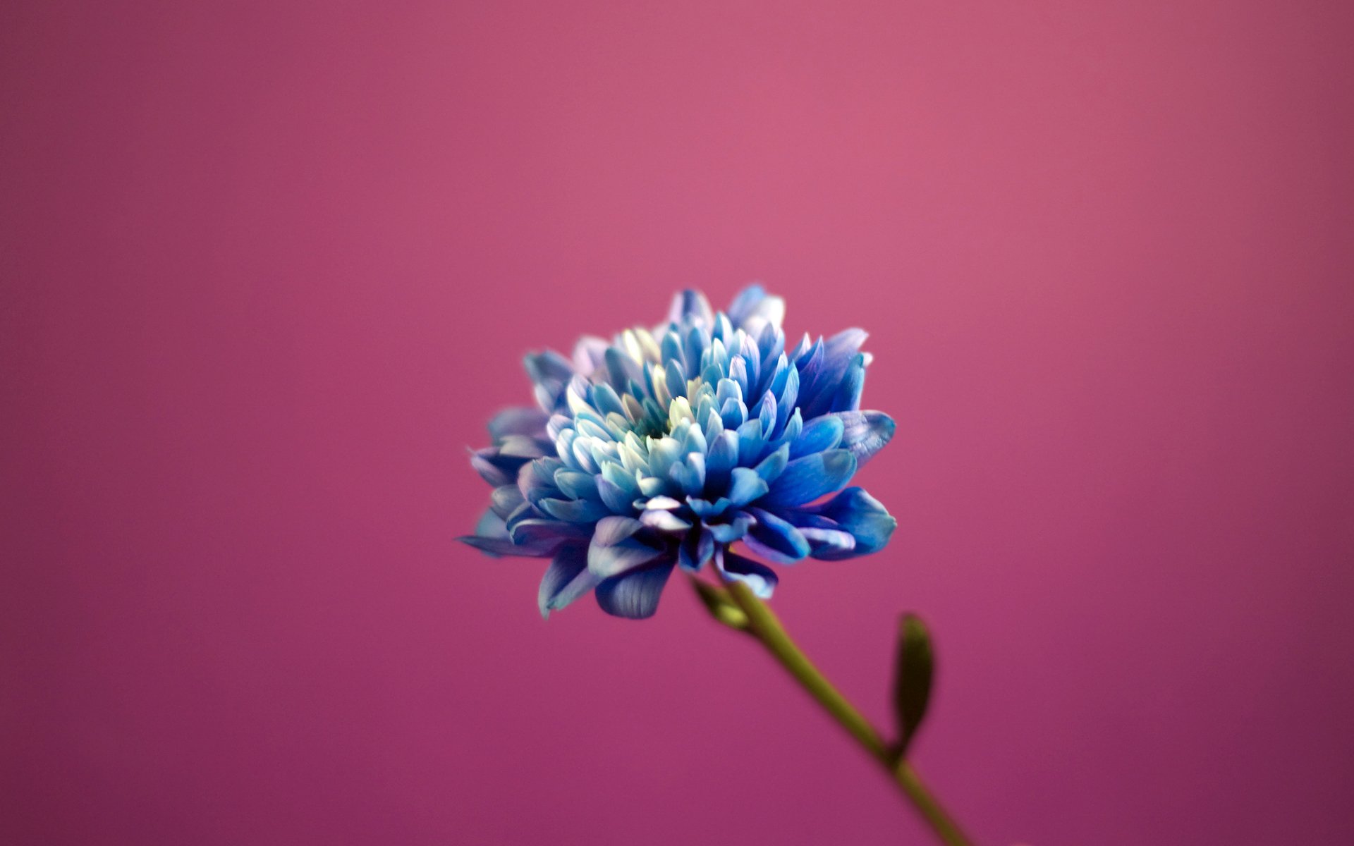 Download Artistic Flower HD Wallpaper