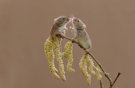 Two mice, small rodents, perched on a flowering branch against a soft brown background, captured in sharp detail as an HD PC desktop wallpaper.