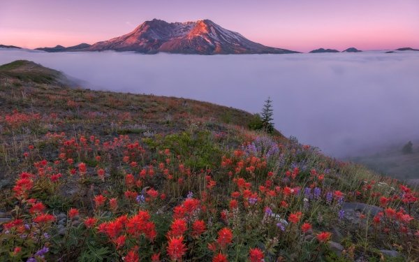 Earth Fog Nature Flower Landscape Valley Mountain HD Wallpaper | Background Image