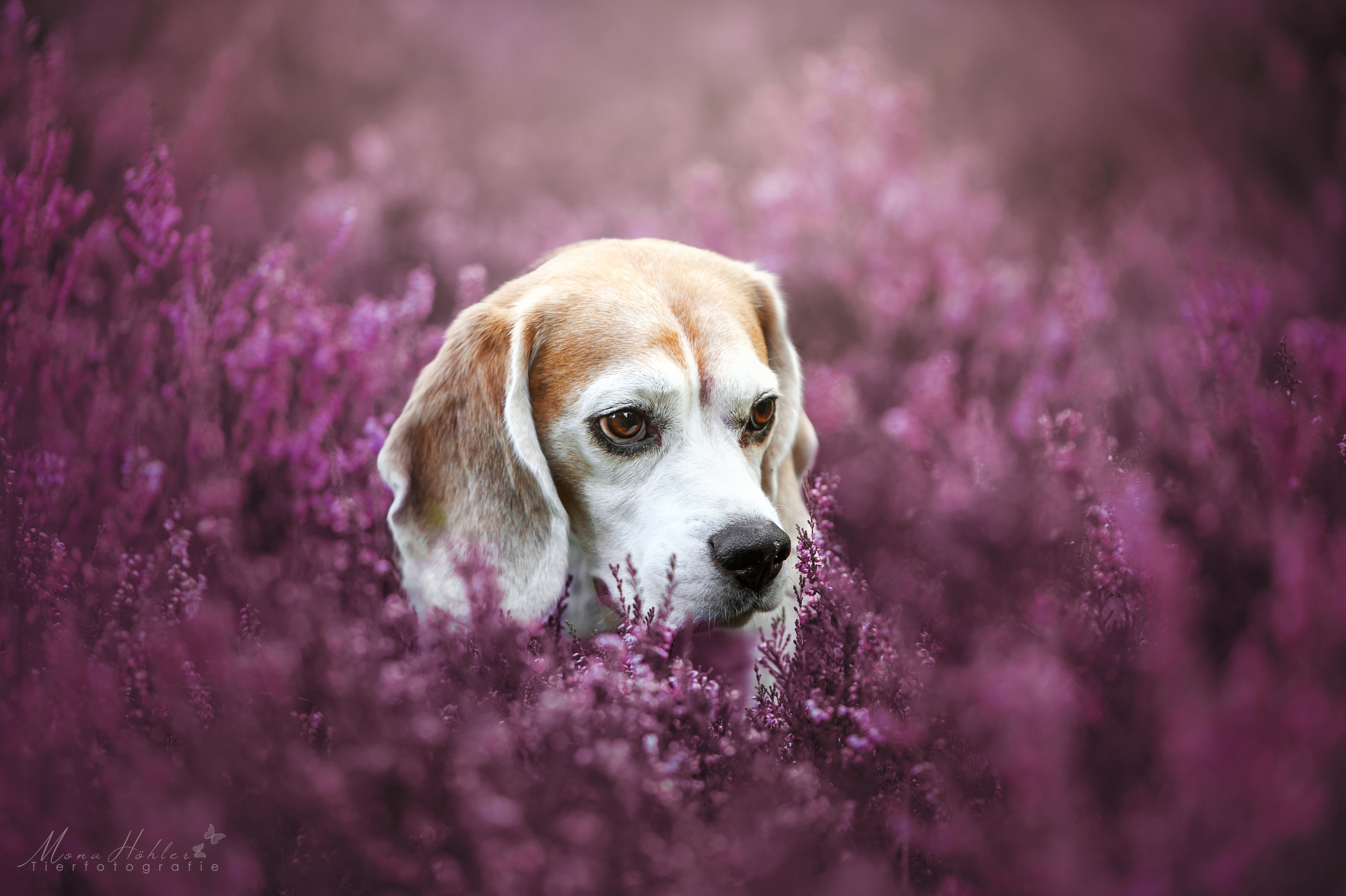 Download Blur Purple Flower Dog Animal Beagle 4k Ultra HD Wallpaper