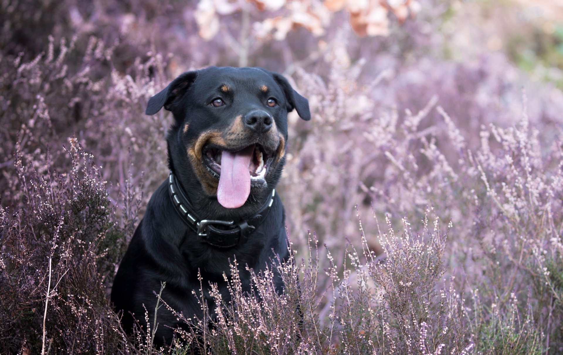 Dog Cooling Off