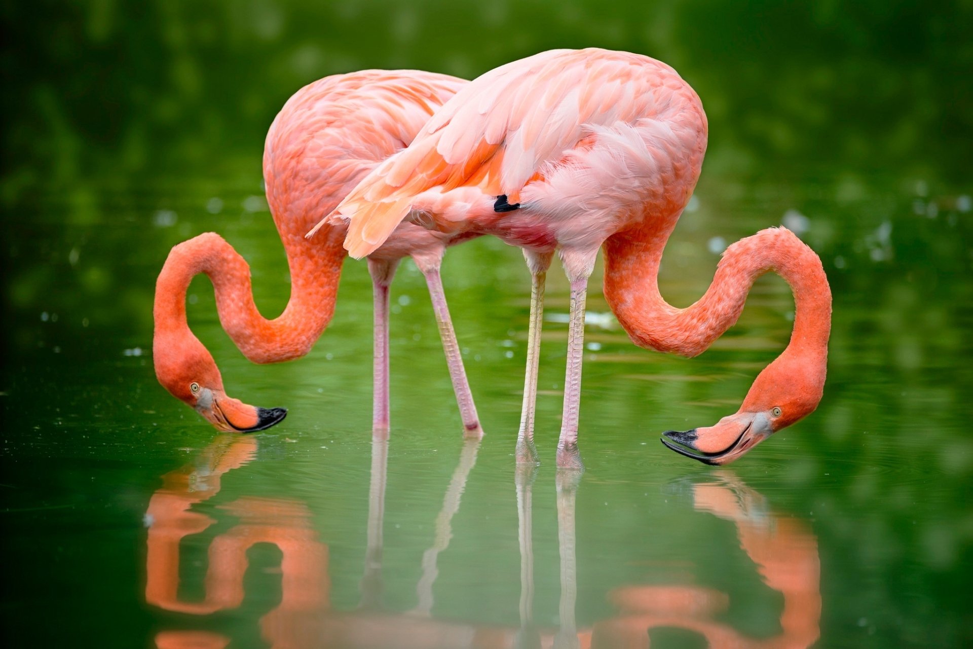 pretty flamingo images