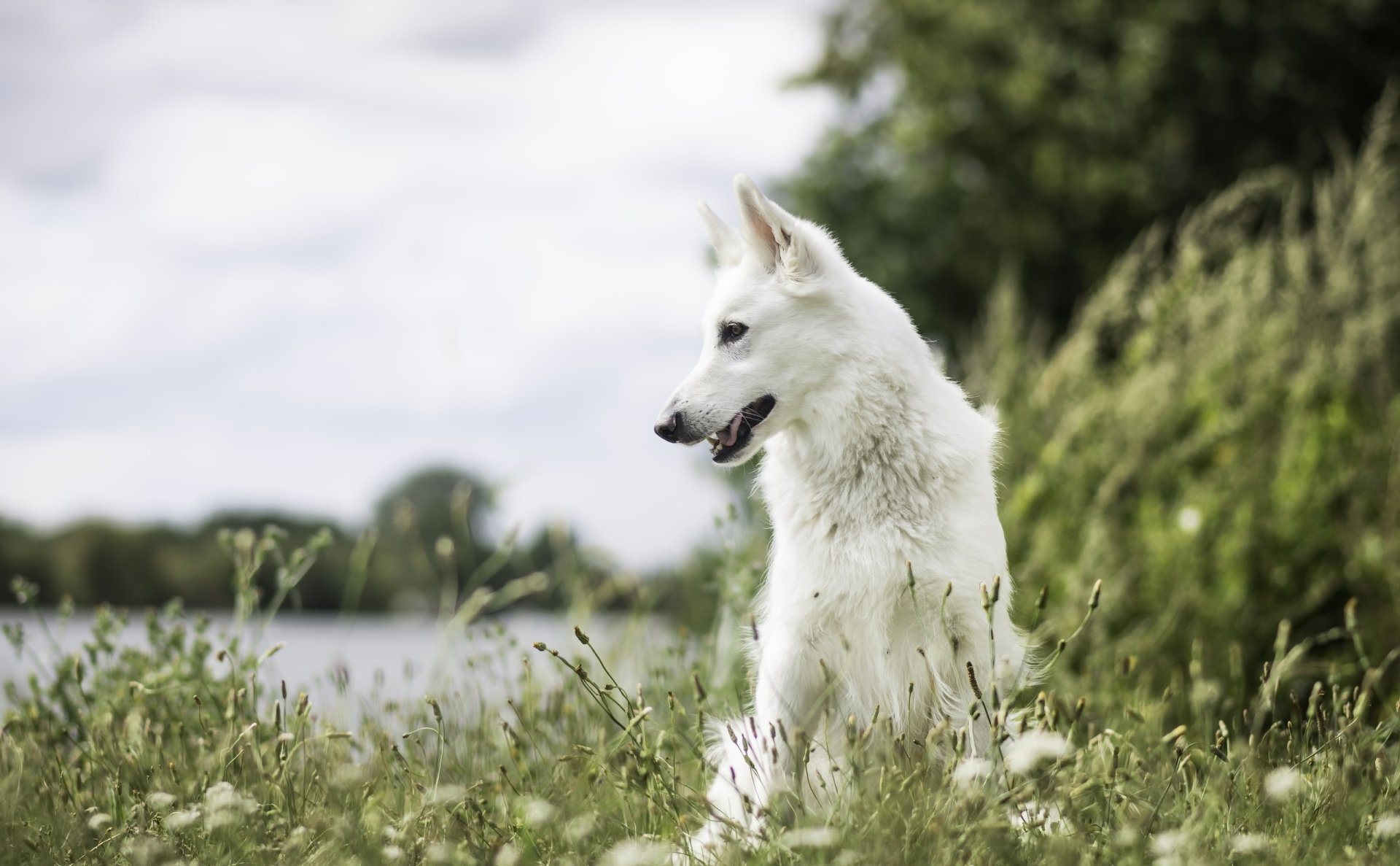 White Shepherd dog in a grassy lakeside foreground with blurred background, shallow depth of field — 2K Quad HD PC desktop wallpaper/background.