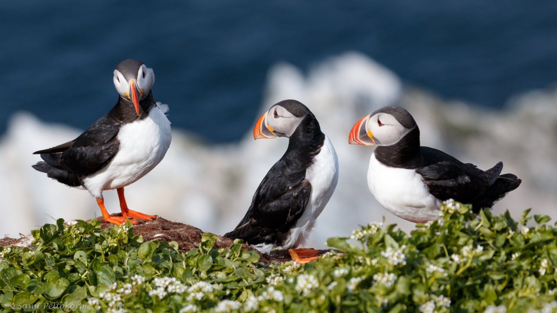 Download Depth Of Field Bird Animal Puffin HD Wallpaper