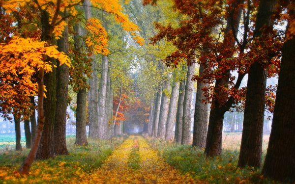 Nature Path Tree Tree-Lined Fall Depth Of Field Dirt Road HD Wallpaper | Background Image