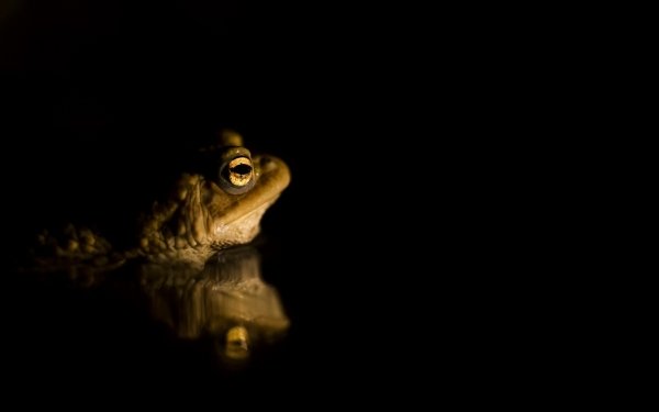 Animal Frog Frogs Reflection Black Amphibian HD Wallpaper | Background Image