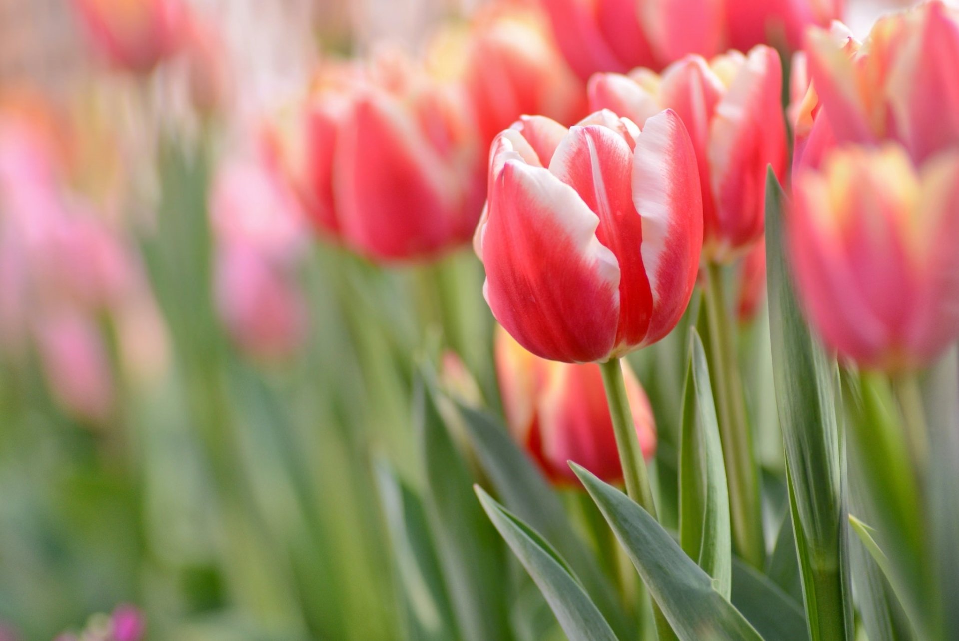 Nature Tulip HD Wallpaper