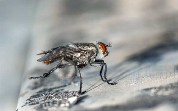 Animal Fly Insect Macro Depth Of Field Blur Close-Up HD Wallpaper | Background Image