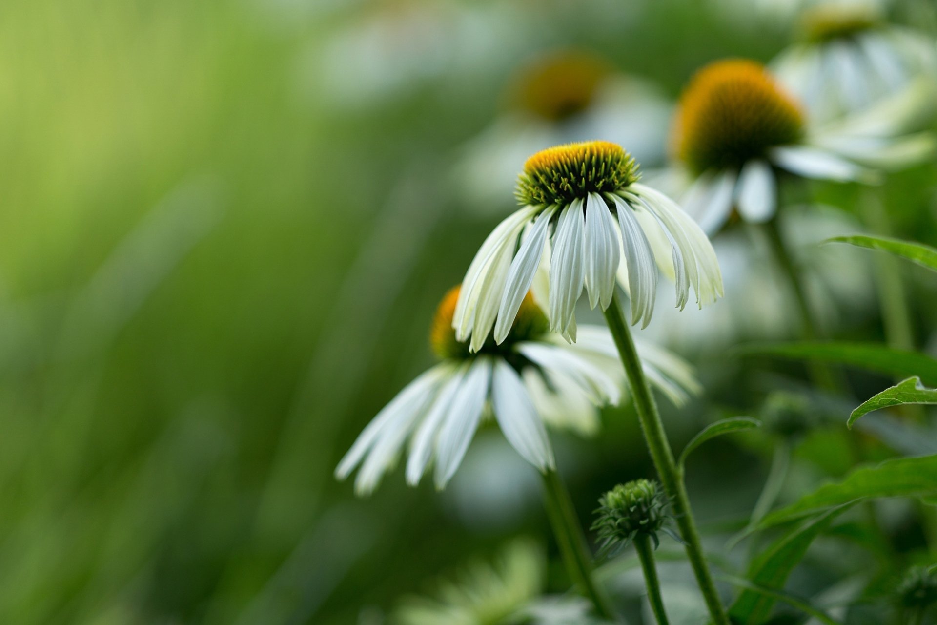 Macro shot of a white echinacea daisy amid lush green nature, soft bokeh and close-up detail — HD PC desktop wallpaper and background.